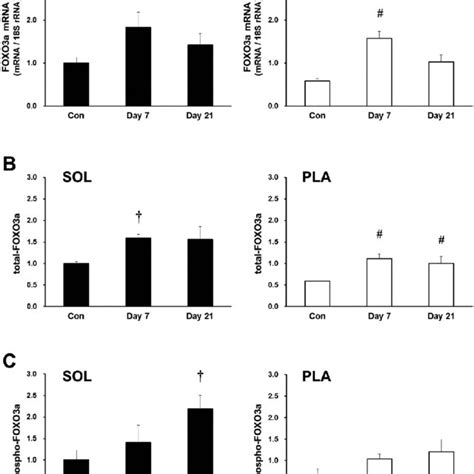 Effects Of And Days Of Hindlimb Immobilization On Tnf Mrna