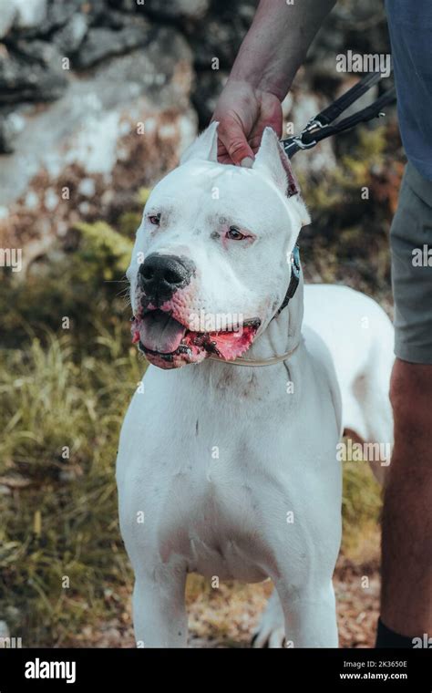 Dog Dogo Argentino A Portrait Of An Argentinian Mastiff A Beautiful