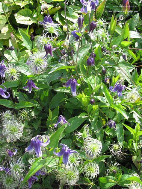 Clematis Integrifolia ‘hendersonii Wordt 1 M Hoog Kan Steun