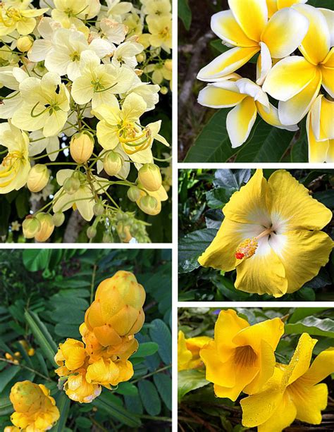 Spectacular Yellow Tropical Flowers For Your Garden Dengarden