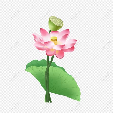 Lotus Petals Decoration Artistic Picture PNG White Transparent And