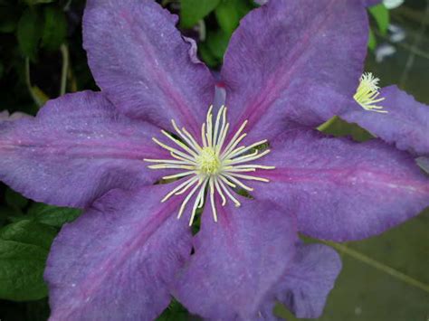 Clematis Hybrids Group Clematisbe