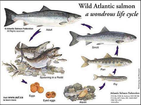 Salmon Life Cycle Facts