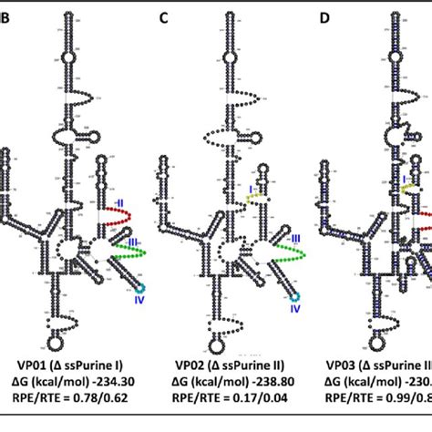 RNAfold Secondary Structure Predictions Of The Wild Type And Mutant