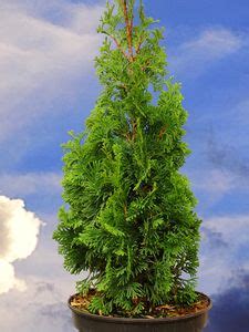 Thuja Occidentalis Spiralis Nana Cupressaceae Lebensbaum