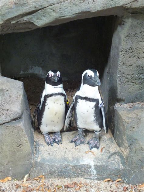 Dos Pingüinos Lindos Frente a Rocas Grises En Un Zoológico Sonríe Un