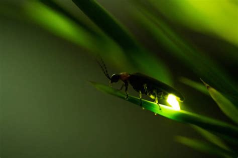 Firefly Photos Stock Photos Pictures And Royalty Free Images Istock