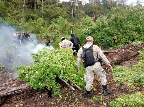 Emisoras Unidas Autoridades erradican 276 mil matas de marihuana en Péten