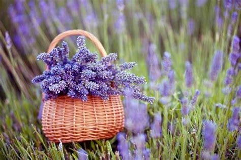 How To Plant And Grow Lavender Gardeners Path Growing Lavender