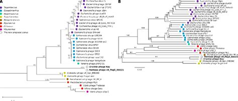 Phylogenetic Analysis Of Erwinia Phage Key With Other Members Of