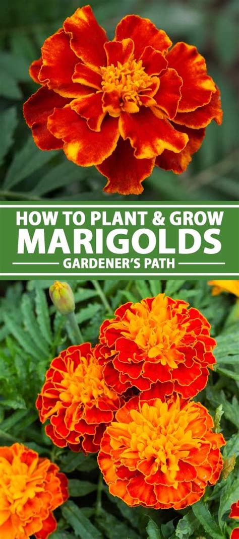 The Colorful Marigold Has Been Loved By Cottage Gardeners For Centuries These Long Lasting