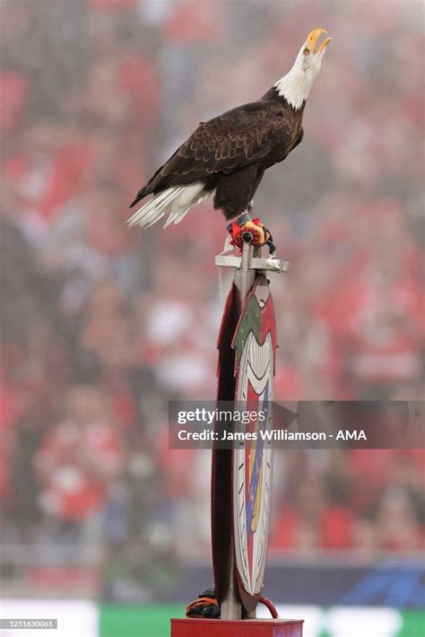 Aguia Vitoria the eagle mascot of SL Benfica during the UEFA... News ...