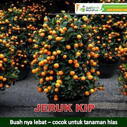 Jual Bibit Jeruk Lemon Cui Genjah JualBenihMurah