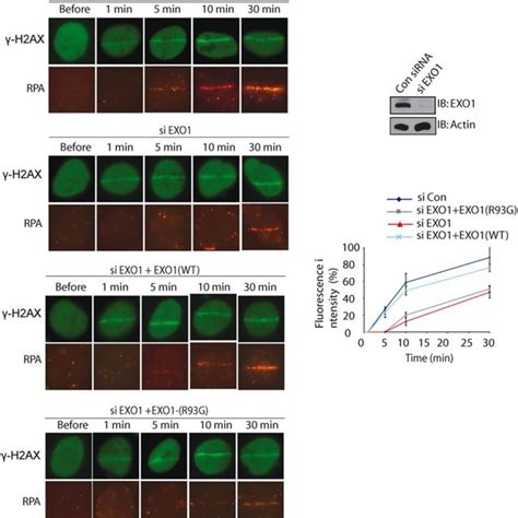 Depletion Of EXO1 Abolishes The Early Recruitment Of RPA To DNA