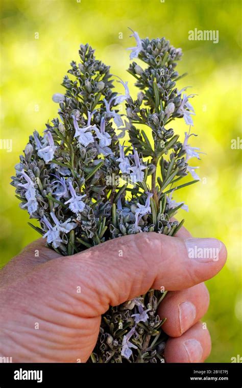 Rosemary Rosmarinus Officinalis Stock Photo Alamy