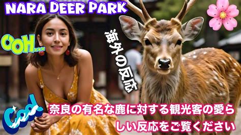 Bowing Deer Mind Blowing Deer Interaction Tourists Say Wow Amazing