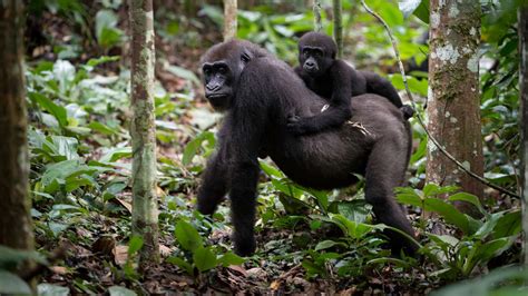 4 Days Kahuzi Beiga Lowland Gorilla Trekking Safari In Congo