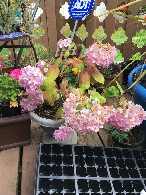 How to take care of Hydrangeas? - Planters Place
