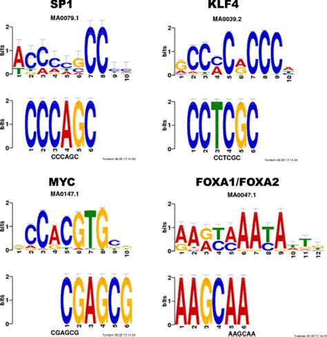 Motif Enrichment Analysis From DEGs Of BJAB Cells Motifs Identified