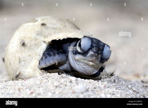 Tortuga De Huevo Fotograf As E Im Genes De Alta Resoluci N Alamy