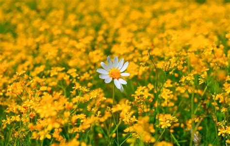 Wallpaper Daisy Flowering Flowers Flowers Camomile Flowering For