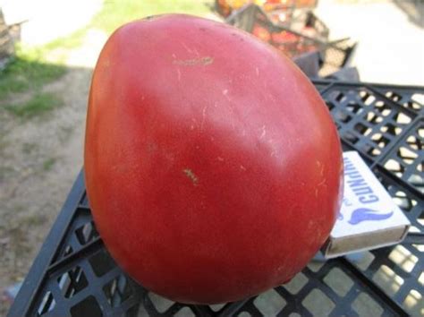 Томат Фрекен бок: описание сорта, фото, отзывы