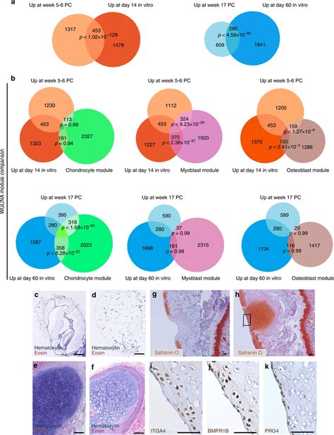 In Vitro Chondrogenesis Strongly Resembles In Vivo Chondrocyte