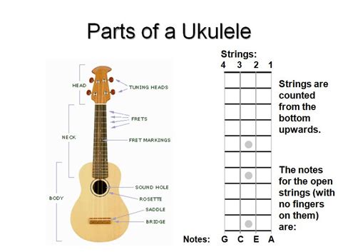 Ukulele String Names Notes And Numbers A Simple Guide