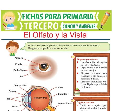 El Olfato Y La Vista Para Tercer Grado De Primaria Actividades Educativas