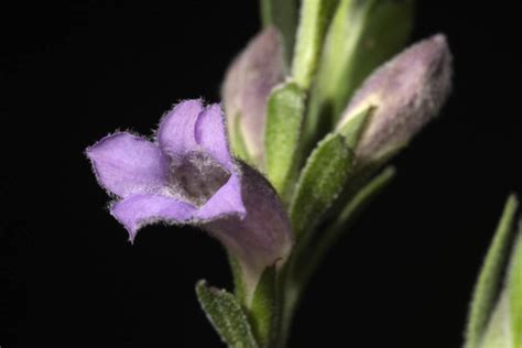 Eremophila Smoke Haze Australian Native Plants Society Australia