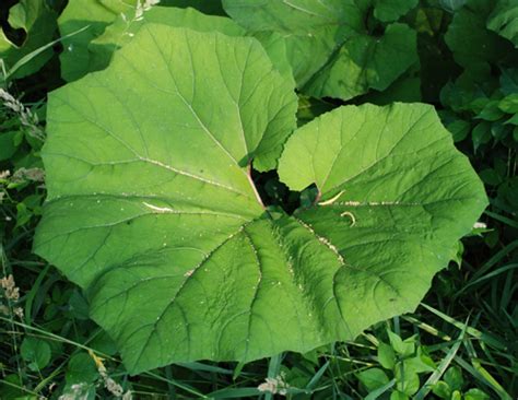 Petasites hybridus | UMass Amherst Landscape, Nursery & Urban Forestry ...