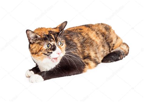 Angry Calico Cat Hissing Stock Photo By ©adogslifephoto 65322785