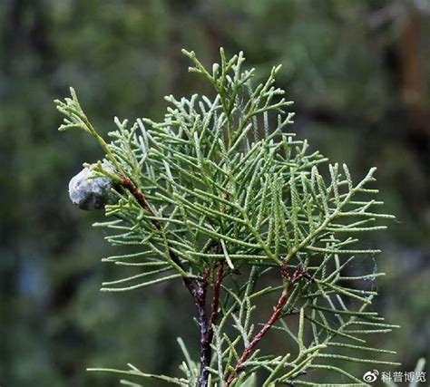 “亚洲最高树”在我国！西藏发现1023米高柏树，为何能长这么高云南西藏柏木新浪新闻