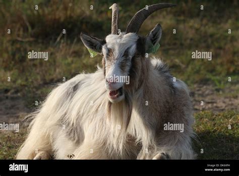 Dutch Landrace Goat Chewing Grass Stock Photo Alamy