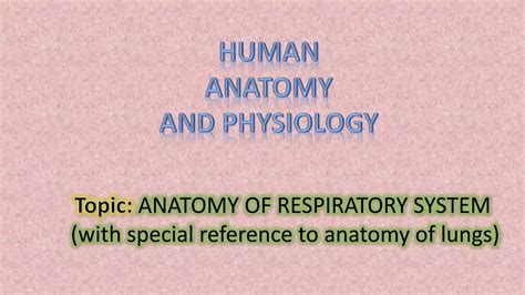 Anatomy Of Respiratory System Ppt