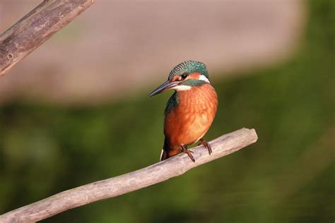 Eisvogel Eisvogel Alcedo Atthis C Armin Dreisbach Naturgucker