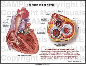 The Heart And Its Valves Medivisuals Medical Illustration Exhibits