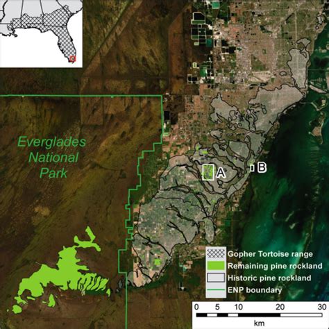 Burrow Characteristics And Habitat Associations Of Gopher Tortoises In