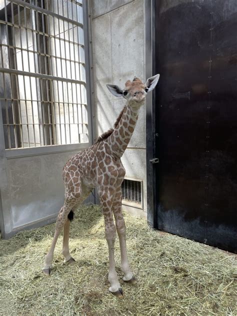 キリンの赤ちゃんについて 地方独立行政法人天王寺動物園