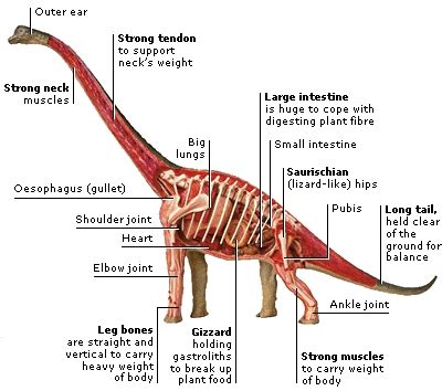 DK Science: Long Necked Herbivores