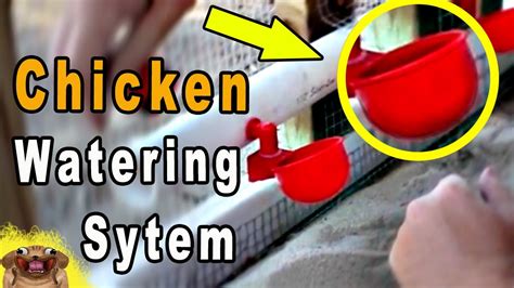 How To Make An Automatic Chicken Watering System Gravity Fed Youtube