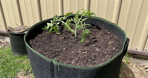 Growing Tomatoes In Grow Bags A Comprehensive Guide