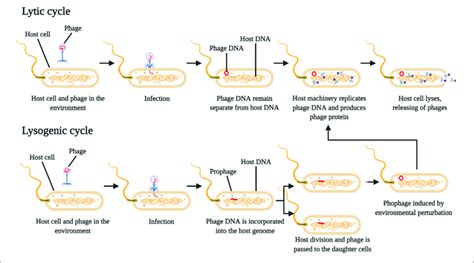 Schematic Representation Of Phage Reproduction By Lytic And Lysogenic Download Scientific