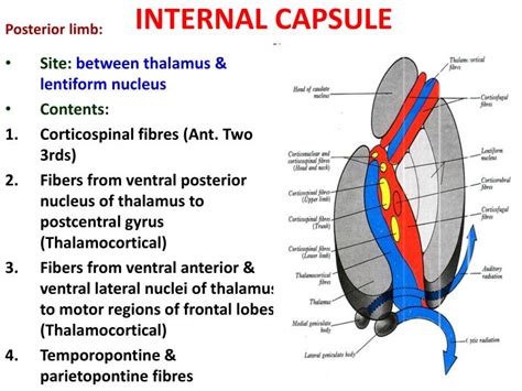 PPT - INTERNAL CAPSULE PowerPoint Presentation - ID:3065666