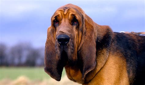 Bloodhound Dog Breed Information Vetstreet Vetstreet