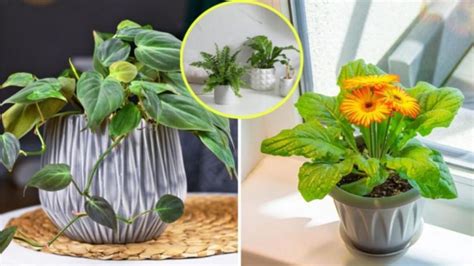 Plantes Dint Rieur Qui Absorbent Lhumidit Dans La Maison Conseils