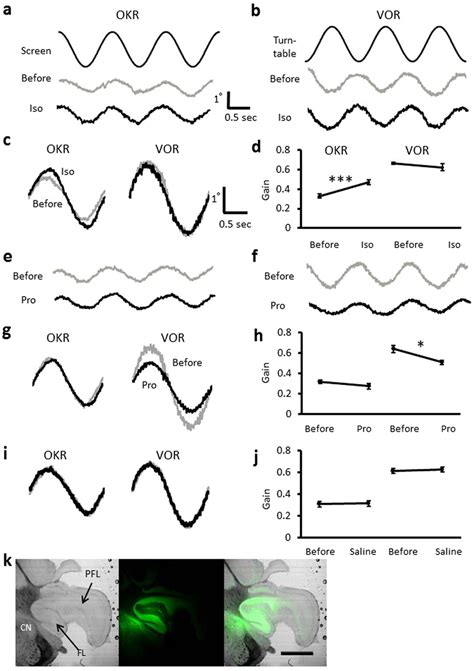 Effects of β adrenergic agonist isoproterenol or antagonist propranolol