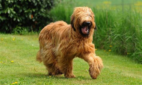 Briard Breed Characteristics Care And Photos Bechewy