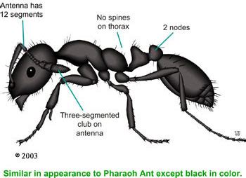 The Black Ant: The Black Ant Life Cycle