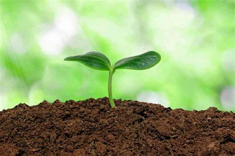 Why do Plants Need Soil | Importance of Soil to Plants